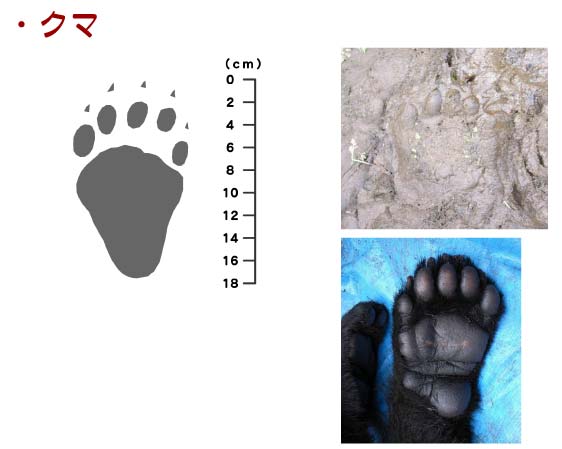 痕跡_クマ