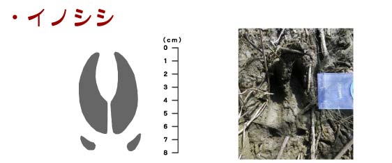痕跡_イノシシ