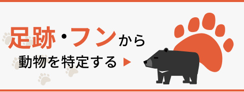 痕跡から動物を特定する