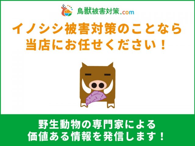 「イノシシ対策の知恵袋」開設のご挨拶