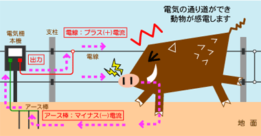 イノシシ対策_電気柵しくみ