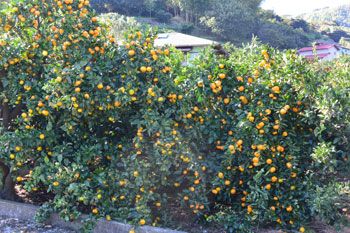 鳥獣被害対策ドットコム