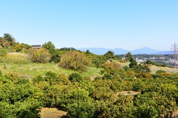 小田原のみかん農園