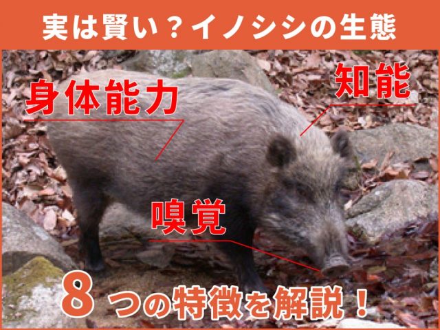 猪から田畑を守るために「猪の生態　8つの特徴」を理解しよう！