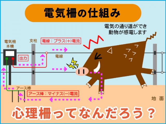 電気柵でイノシシ対策～事前に知っておきたい、設置のポイント～