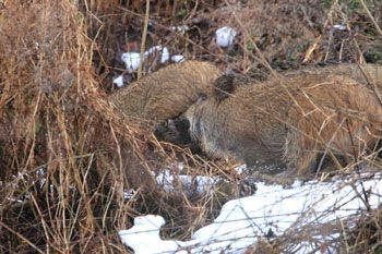 藪の中に逃げ込む3頭のイノシシ