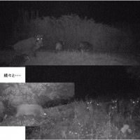 イノシシ被害_自動撮影カメラ