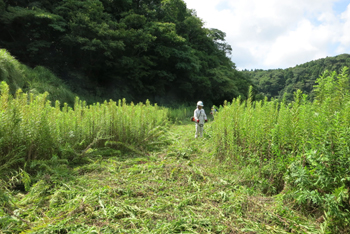 いのししくん_設置予定地の整地