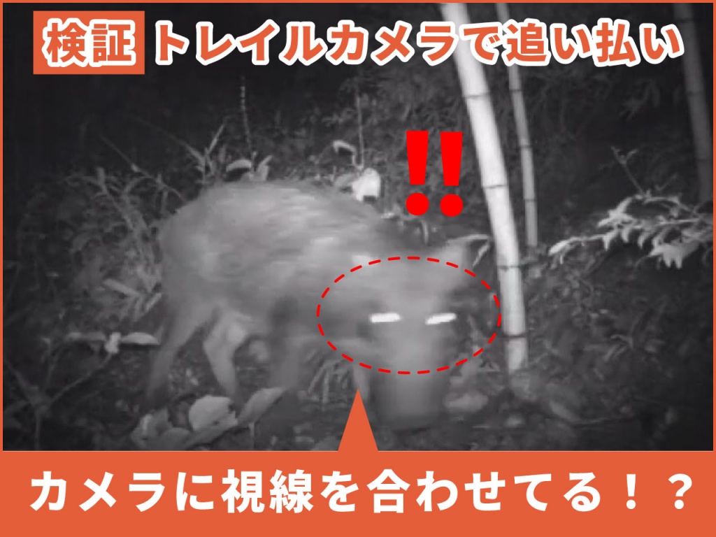 赤い光でイノシシ撃退なるか！？ ～センサーカメラ（自動撮影カメラ）を活用した防除効果の検証～