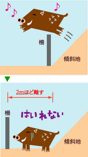 イノシシが電気柵を飛び越える