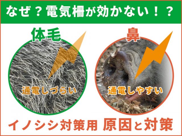 なぜ、イノシシ対策の電気柵が効かないのか？ ～電気柵の設置直後の行動を見直すことで解決できます～