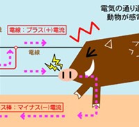 イノシシ電気柵