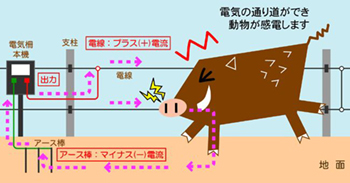 イノシシ対策の決定版 電気柵 メンテナンス 故障かな と思ったら イノシシ対策の知恵袋