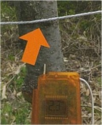 電気柵ワイヤーが生木に接触している