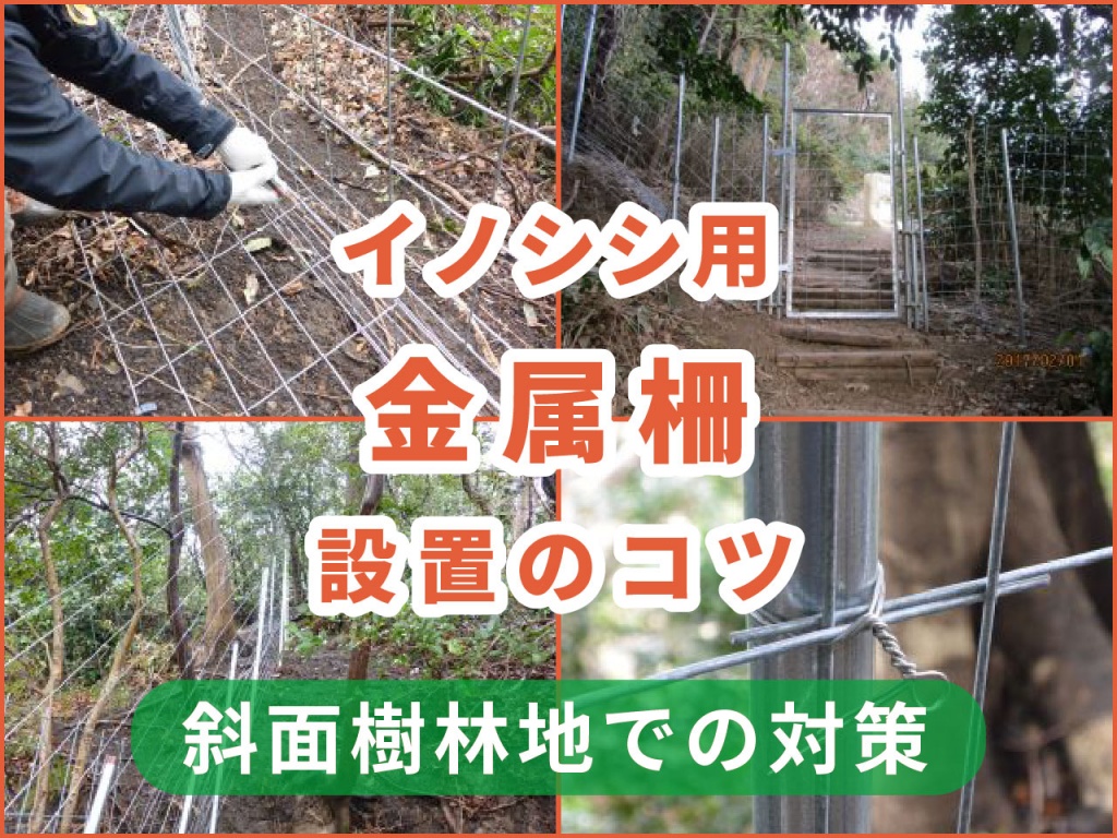 斜面樹林地でイノシシ対策用の金属柵「イノシッシ」を設置するコツとは