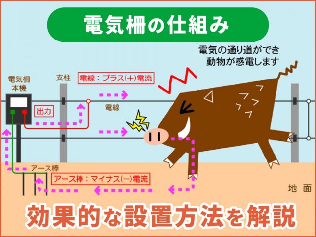 イノシシに効果的な電気柵の設置方法とは？ （電気柵設置のための注意点）