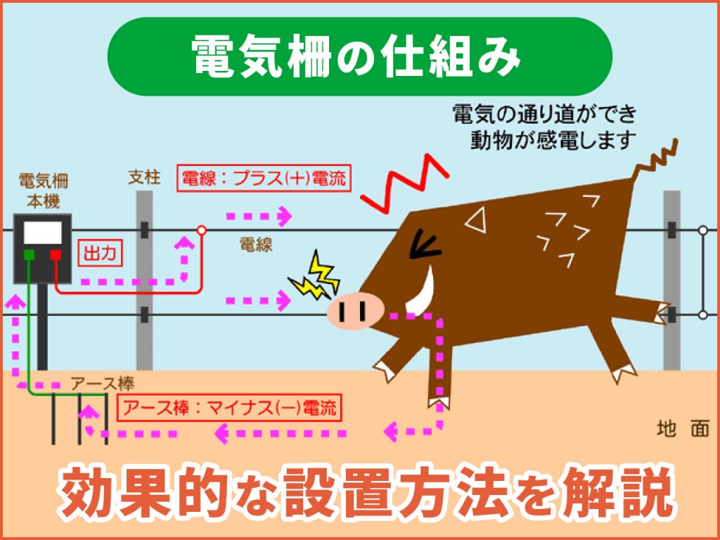 イノシシに効果的な電気柵の設置方法とは？ （電気柵設置のための注意点）