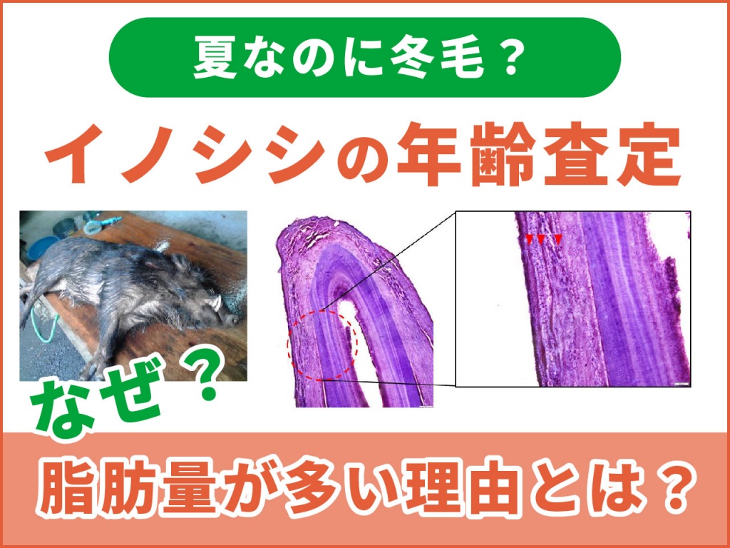 夏に捕獲された冬毛イノシシの年齢を調べてみた