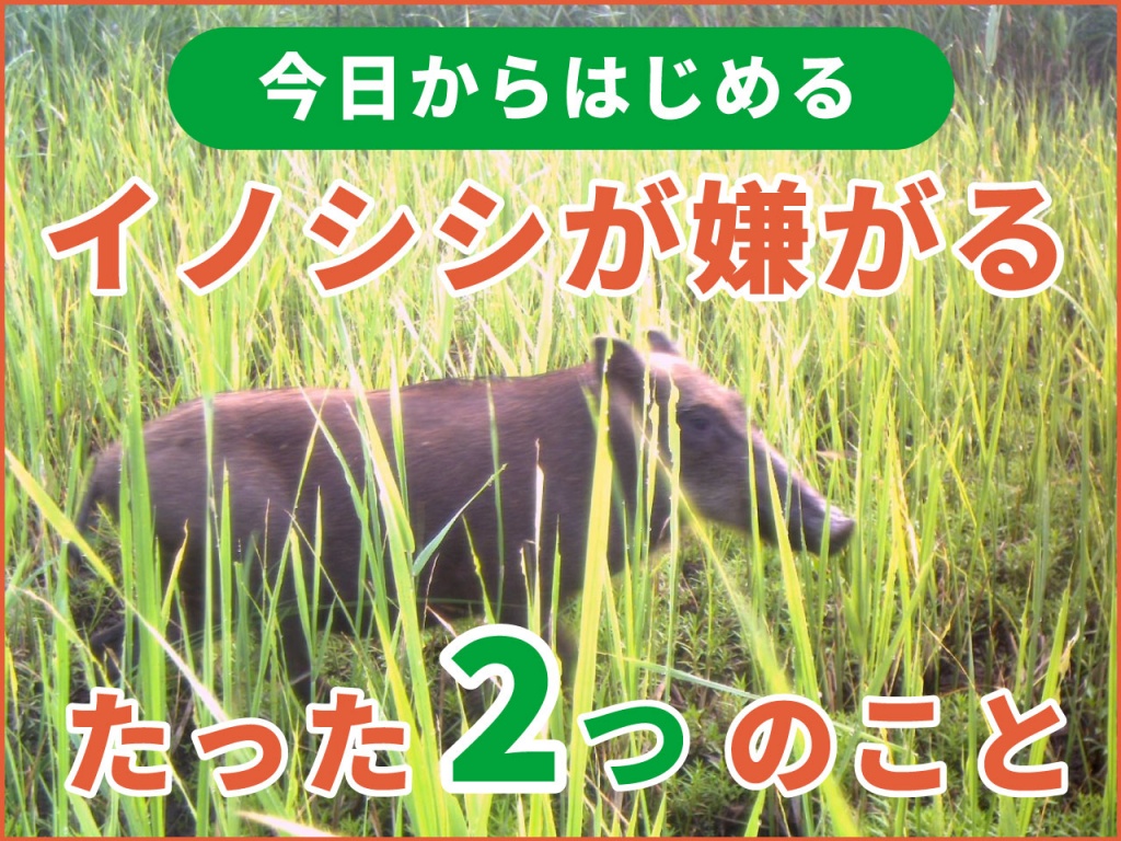 猪から田畑を守るために「イノシシが嫌がるたった2つのこと」をしよう！