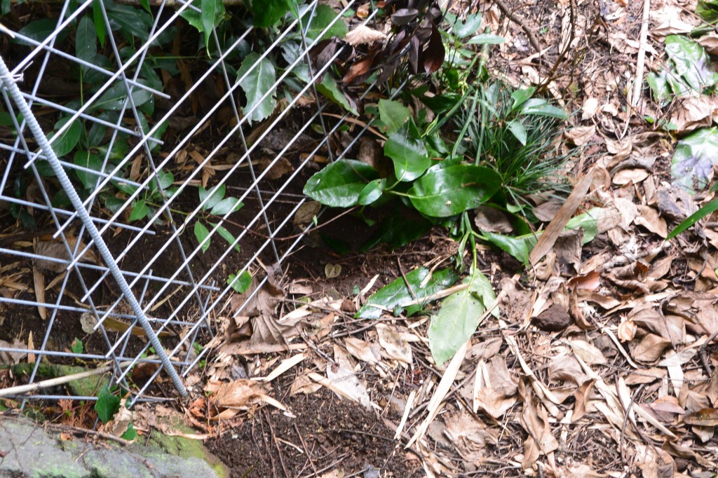 タヌキなど中型獣によって掘られた穴