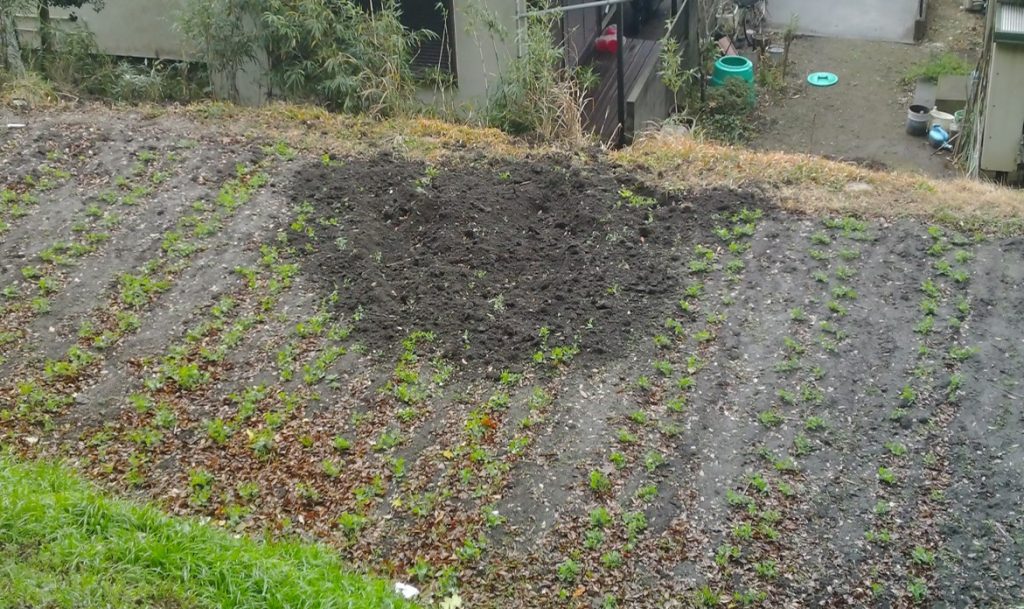 隣の畑にも被害が広がる