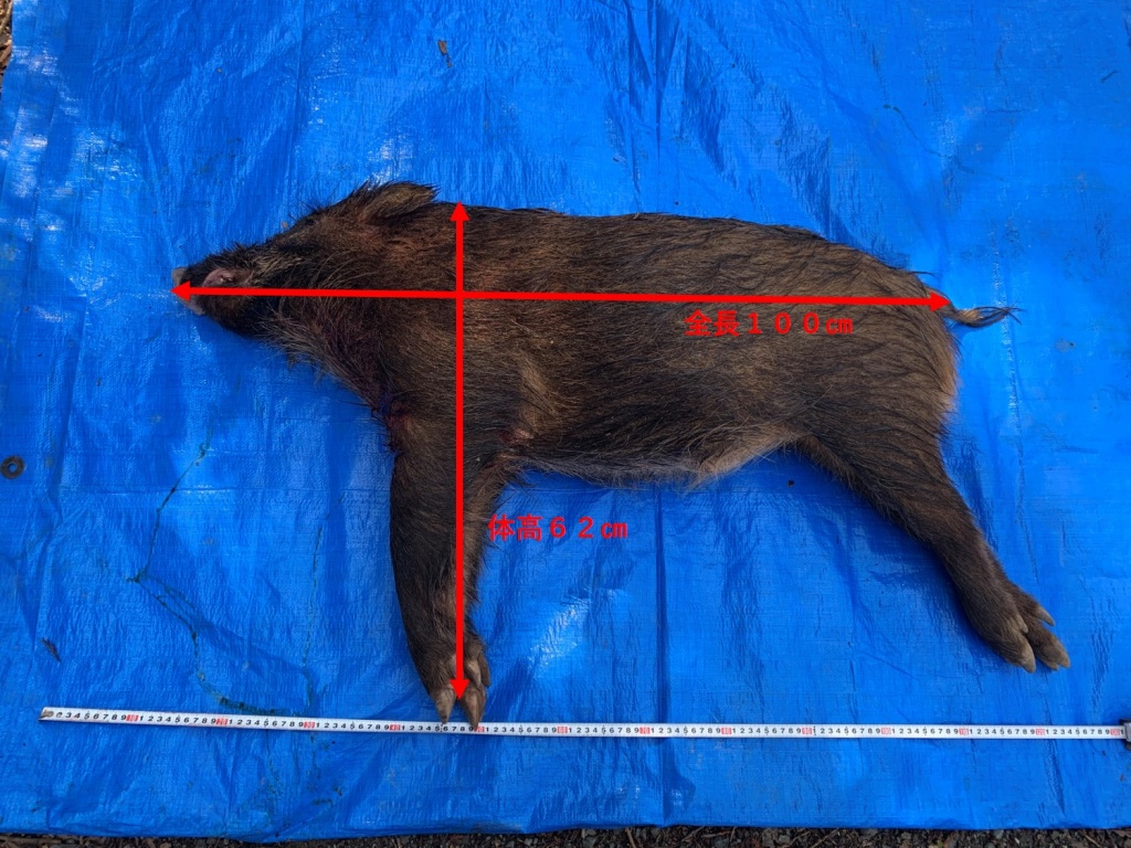 捕獲したイノシシの体サイズを計測