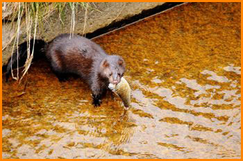 ミンク注意報発令中！ | 鳥獣害対策の知恵袋 