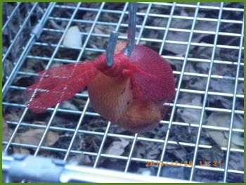 リンゴ、ナシ、魚肉ソーセージをミカンネットに入れて仕掛ける
