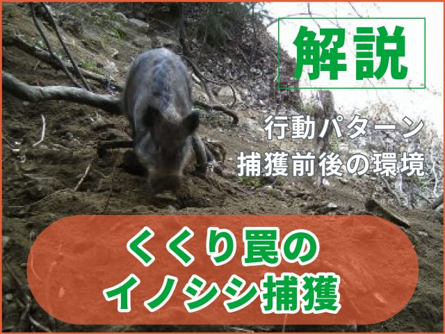 くくりわな捕獲後のイノシシの行動【動画あり】