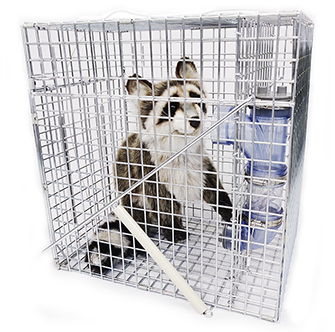 アライグマ専用箱わな 栄ヒルズ 「Raccoon cube（ラクーンキューブ）」