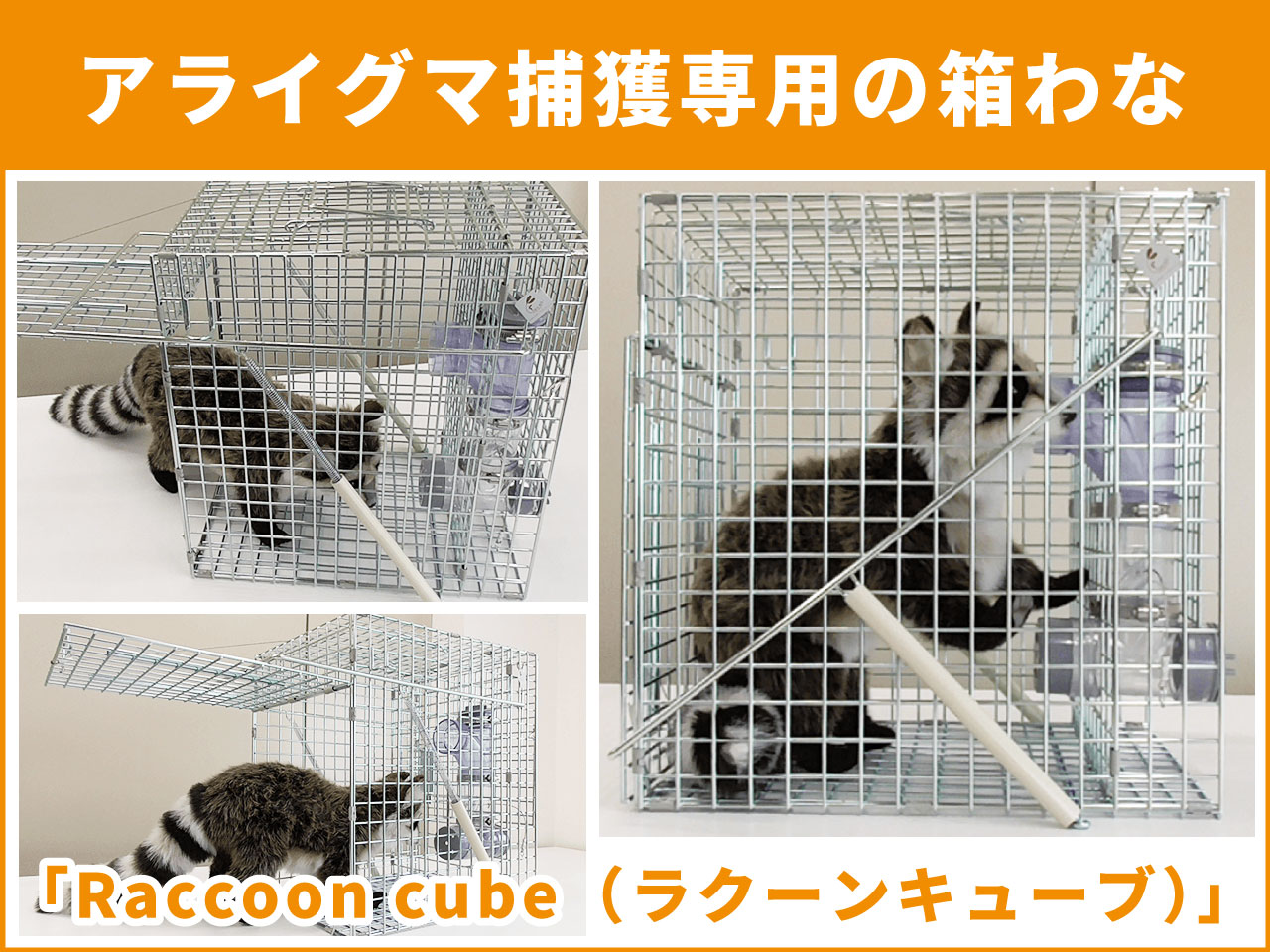 「アライグマ捕獲専用」箱わなができました！