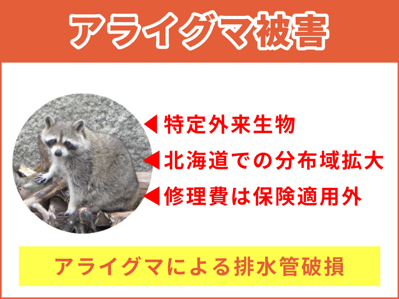 アライグマ被害にあいました〜憎っくきアライグマ〜