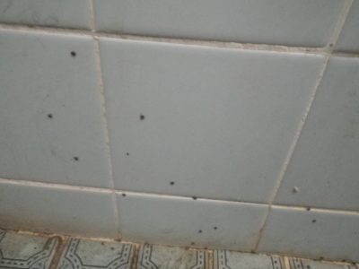 タイルの壁の黒い小さな点がすべてマダニ類
