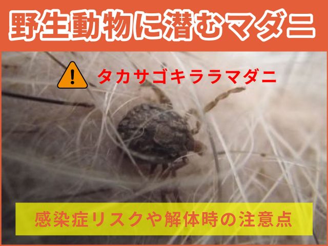 【注意】マダニ被害対策～イノシシ・シカ等の動物に潜むマダニ～