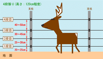 シカ対策電気柵