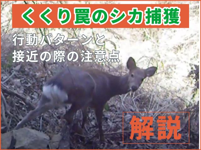 【鹿捕獲】くくり罠にかかったシカの行動パターンと接近の際に注意するポイントを解説