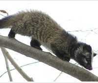 樹上を歩くハクビシン