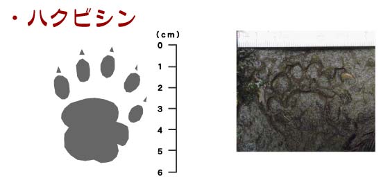 ハクビシンの足跡と大きさ