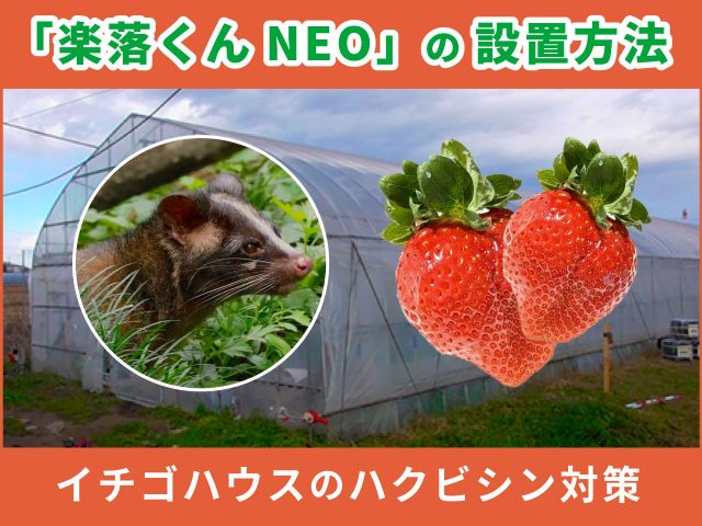 ハクビシン対策に有効！「楽落くんNEO」設置で栃木県のいちごを守れ！