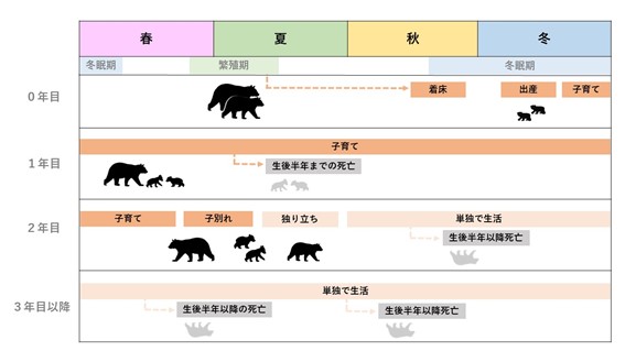 画像：メスのツキノワグマの生活史