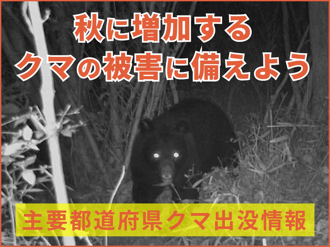 【熊被害2023】秋に増加するクマの被害に備えよう（主要都道府県クマ出没情報リンクあり）