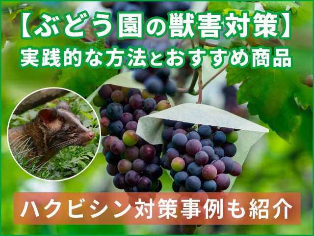 【ぶどう園の獣害対策】実践的な方法とおすすめ商品（ハクビシン対策の事例も紹介）