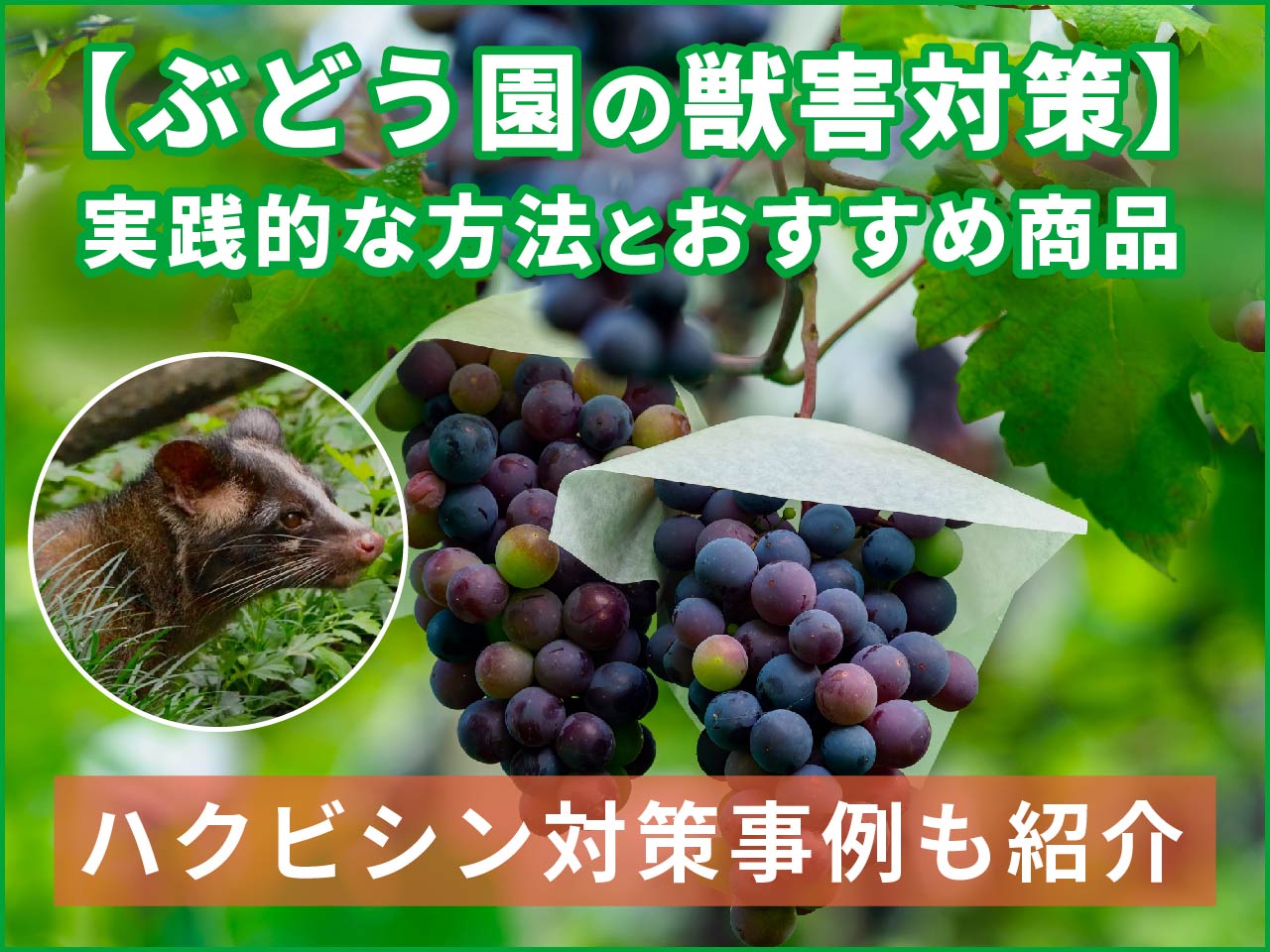 【ぶどう園の獣害対策】実践的な方法とおすすめ商品（ハクビシン対策の事例も紹介）