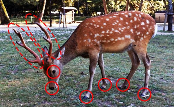 画像：シカの感電しやすい部位（鼻先・口・目・蹄などの皮膚が露出した部分）