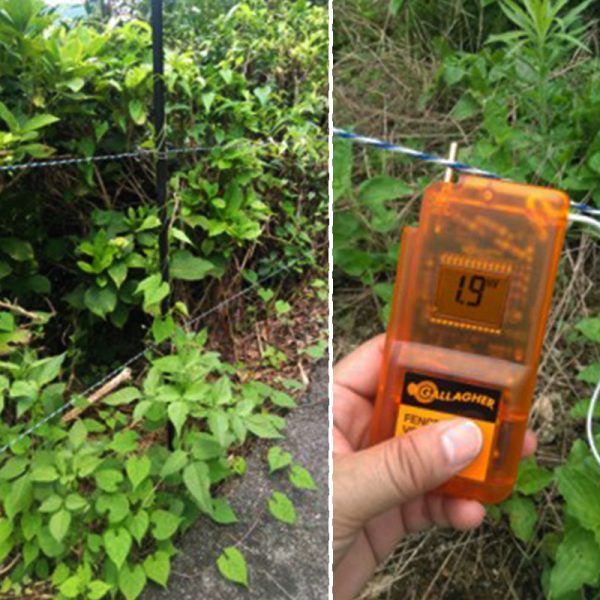 電線に絡みついた雑草やつる植物による漏電例（電圧低下に注意）