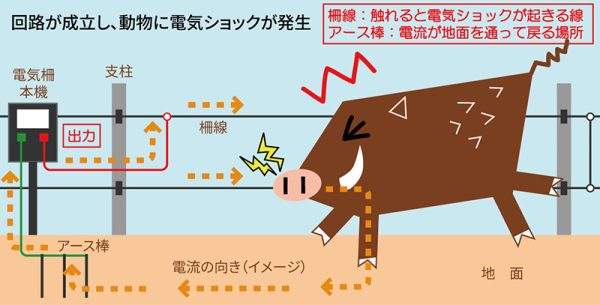 動物が電気柵に触れたときに回路が成立し、電流が流れる仕組み