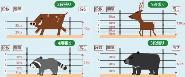 画像：獣種別に異なる電気柵の段数と高さの基本例（イノシシ・シカ・中型獣・ツキノワグマ）