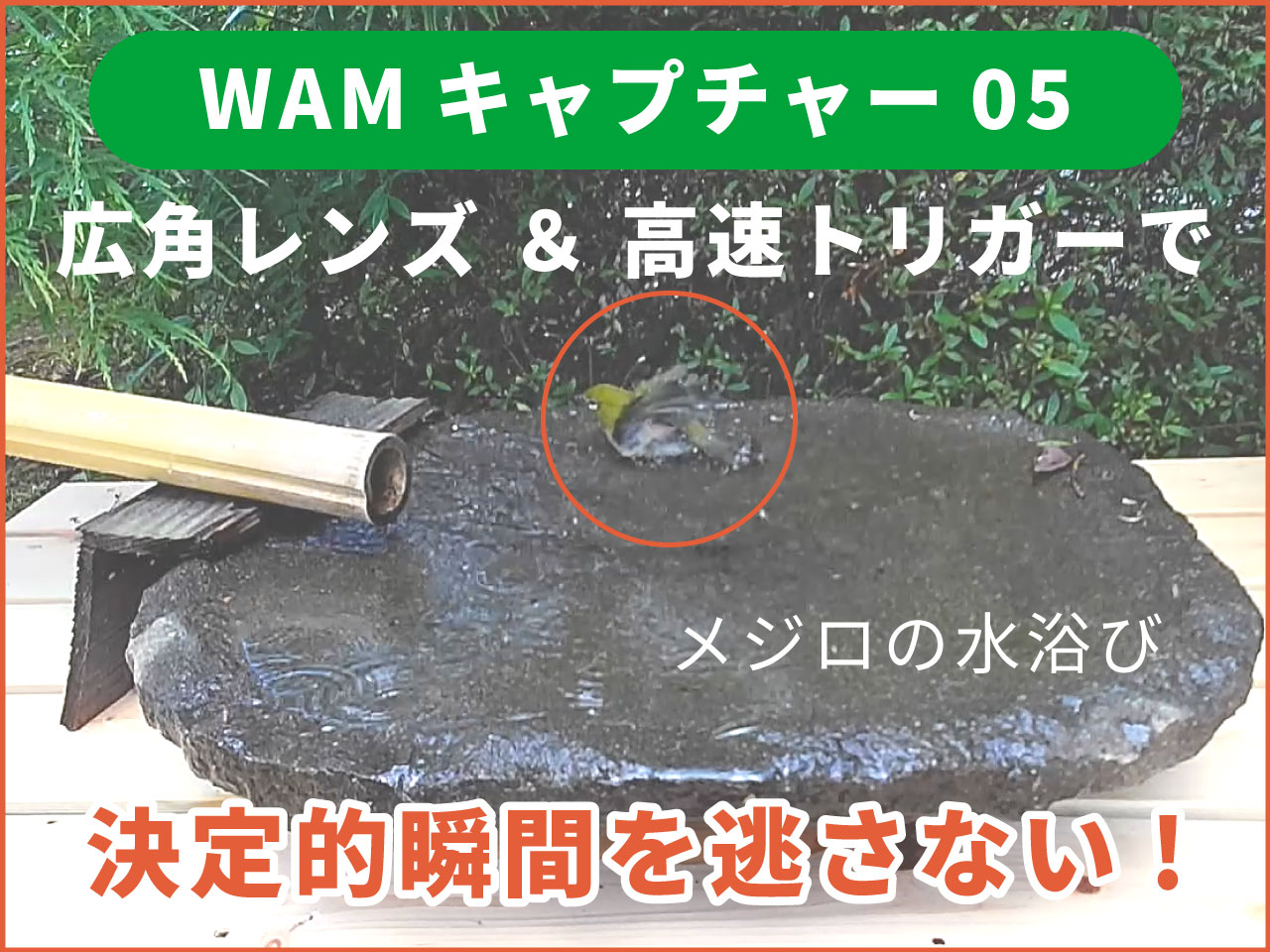 【広角トレイルカメラ おすすめ】100°レンズ＆高速トリガーで決定的瞬間を逃さない！WAMキャプチャー05