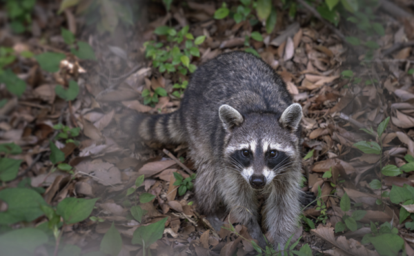 画像:アライグマの出没イメージ