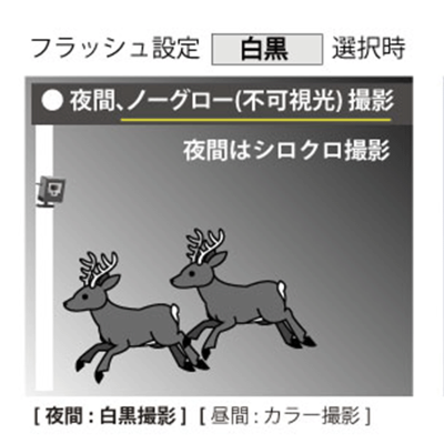 画像：夜間モノクロ撮影イメージ